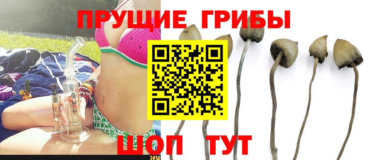 Псилоцибиновые грибы Psilocybe Десногорск